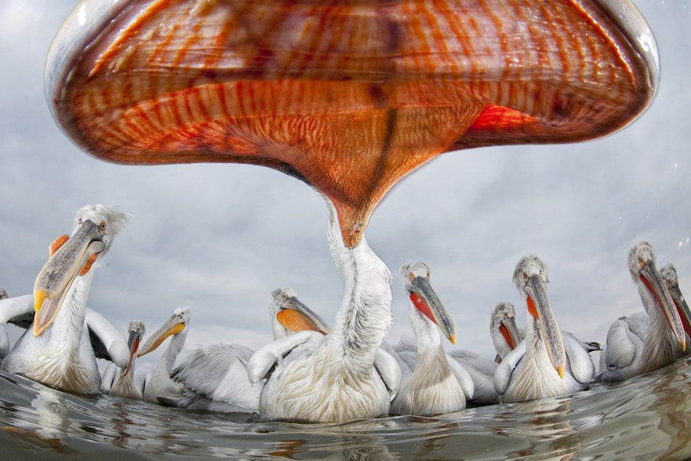 1-best-wildlife-photography-pelikan