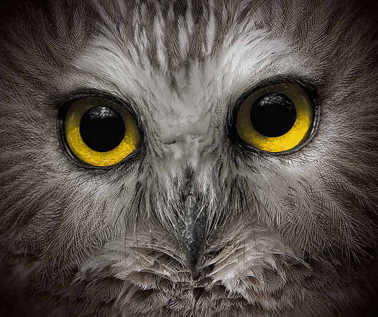 Owl 001
